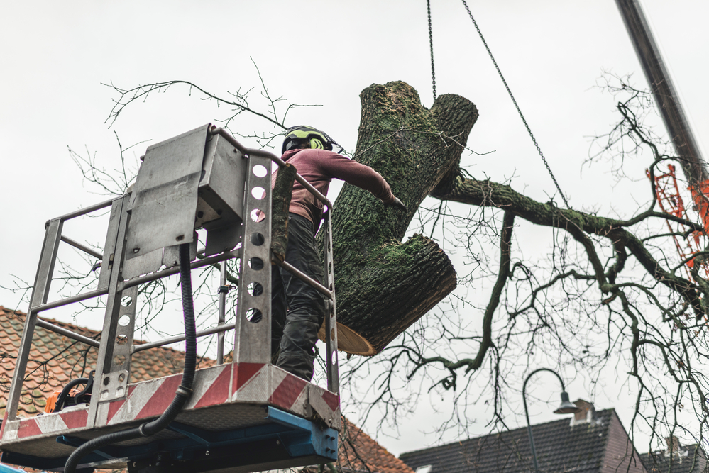 tree trimming millersville md