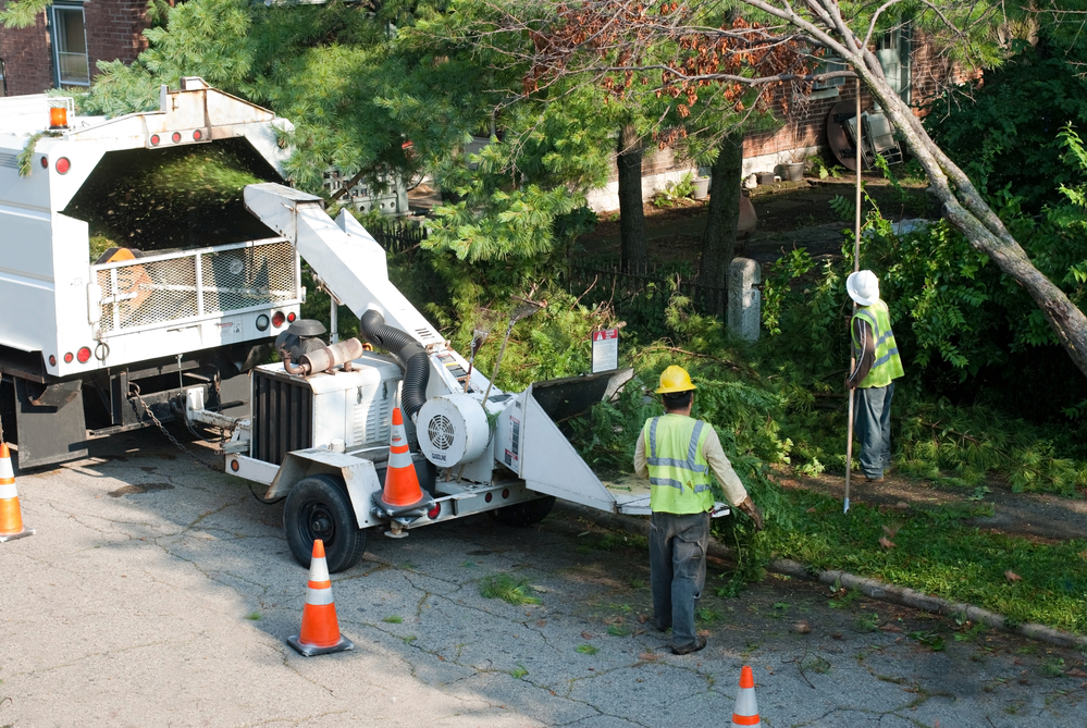 2. high-risk tree removal Dunkirk