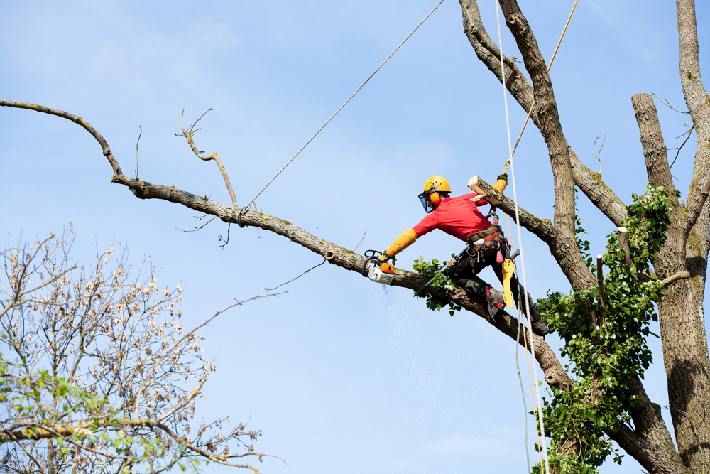 tree pruning lusby md