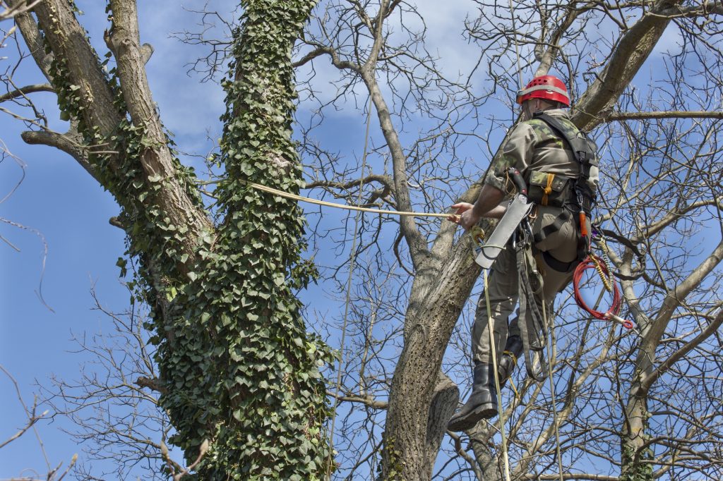 tree-trimming-and-pruning-davidsonville-md